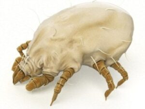What Are Dust Mites?