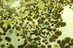 Dangers of House Mold